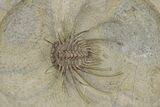 Crazy Undescribed Odontopleurid Trilobite - Fezna, Morocco #244280-2
